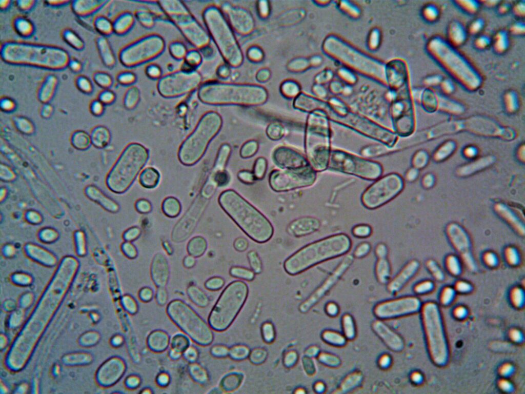 Lactobacillus acidophilus